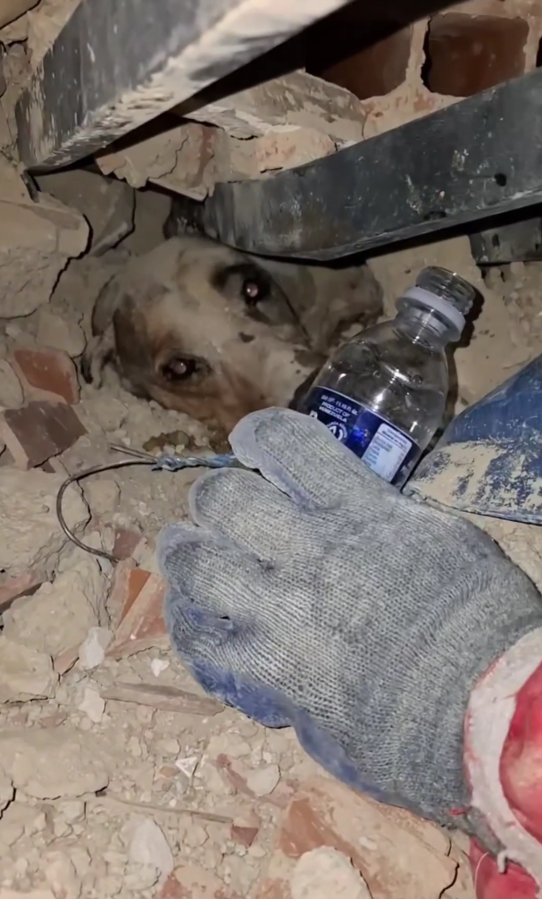 Amidst the Rubble of Venezuela’s Catastrophic Earthquake: Human Compassion Warms Four-Legged Lives